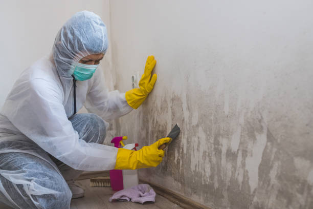 Best Commercial Mold Removal  in Vonore, TN