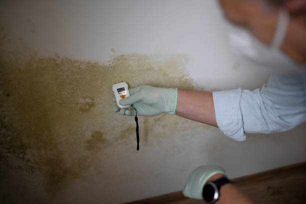 Best Fast Mold Removal  in Vonore, TN
