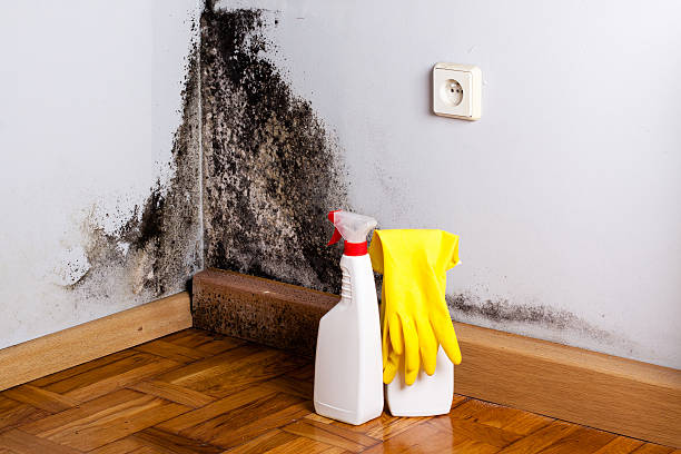 Office Mold Removal Services in Vonore, TN