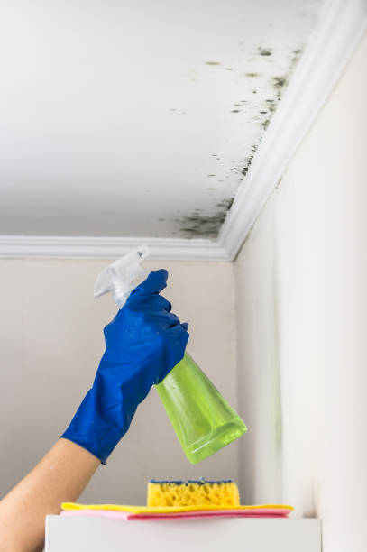 Best Fast Mold Removal  in Vonore, TN