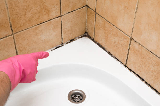 Professional Mold Removal in Vonore, TN